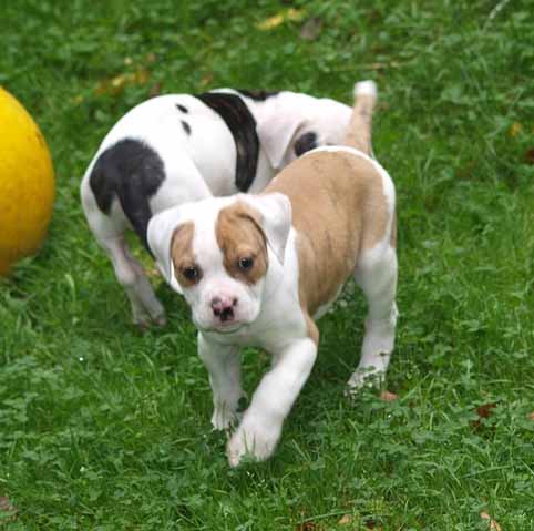 Darkenwald american bulldog pup
